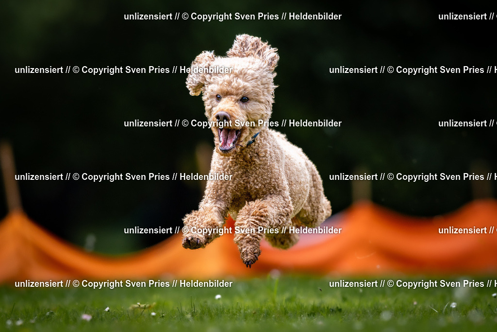 Sven Pries | 2026-05-14 - Hunderennen KA Durlach Vatertag 2026 - Realisiert mit Pictrs.com