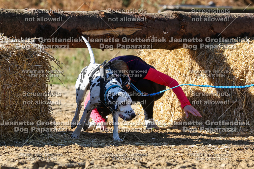 Dog Paparazzi - Strongdog 10-25-2774 | Dog Paparazzi Jeanette Grottendiek Fotografie & Videografie - Realisiert mit Pictrs.com