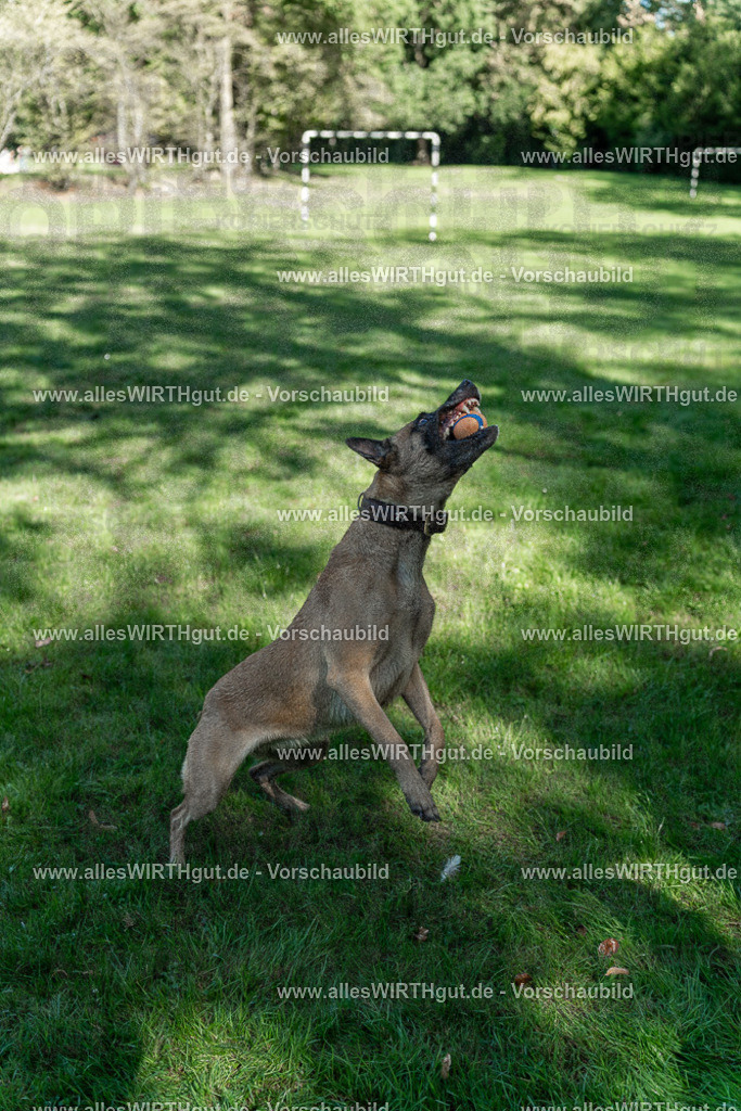 Hundeschwimmen_Volksbad_2026-allesWIRTHgut_Tierfotografie-2609061147-105744-7R509924 | Professionelle Tierfotografie in Mönchengladbach von Daniel Wirth (allesWIRTHgut). Liebevolle & natürliche Bilder von Hunden & Katzen für unvergessliche Erinnerungen.