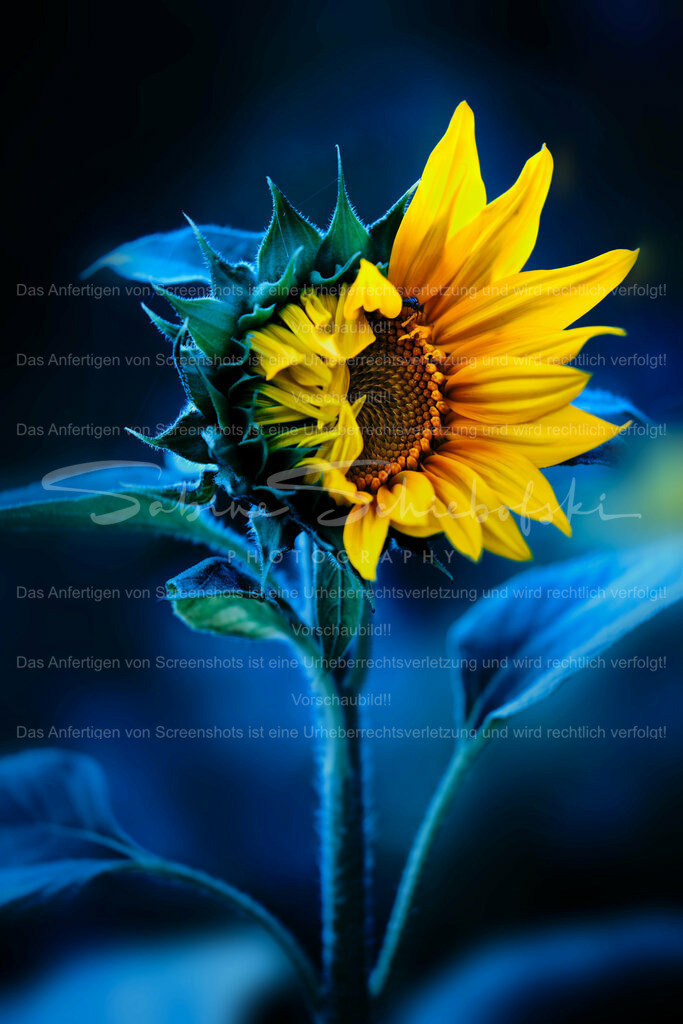 Wandbild Sonnenblume | People- und Tierfotografie, Imageaufnahmen, Veranstaltungsfotografie und Wandbilder aus der Natur ★ Made in Germany ✔️ Druck + Downloads ✔️ Naturfotografie in Top Qualität ★ schneller Versand, weltweite Lieferung! - Realisiert mit Pictrs.com