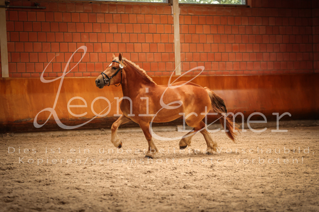 SaFL00168 | Leoni Ertmer Photography - Realisiert mit Pictrs.com