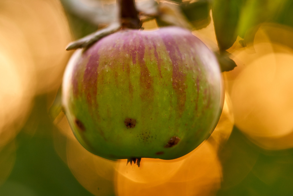 Apfel am Baum hängend | Austria - August 01, 2020: im Hausgarten; Apfel am Baum hängend. - Realisiert mit Pictrs.com