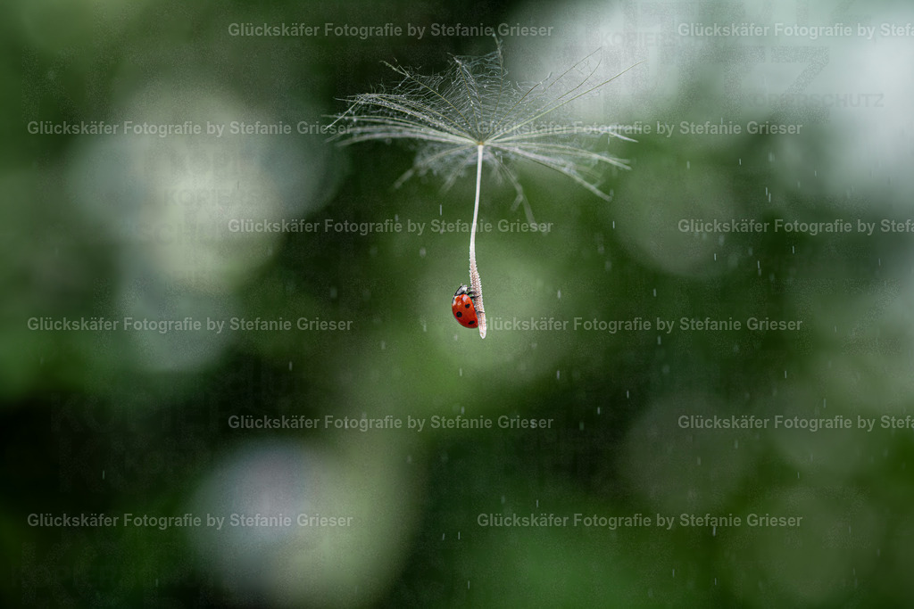 OQ0A9636 Kopie | Glückskäfer - Fotografie - Realisiert mit Pictrs.com