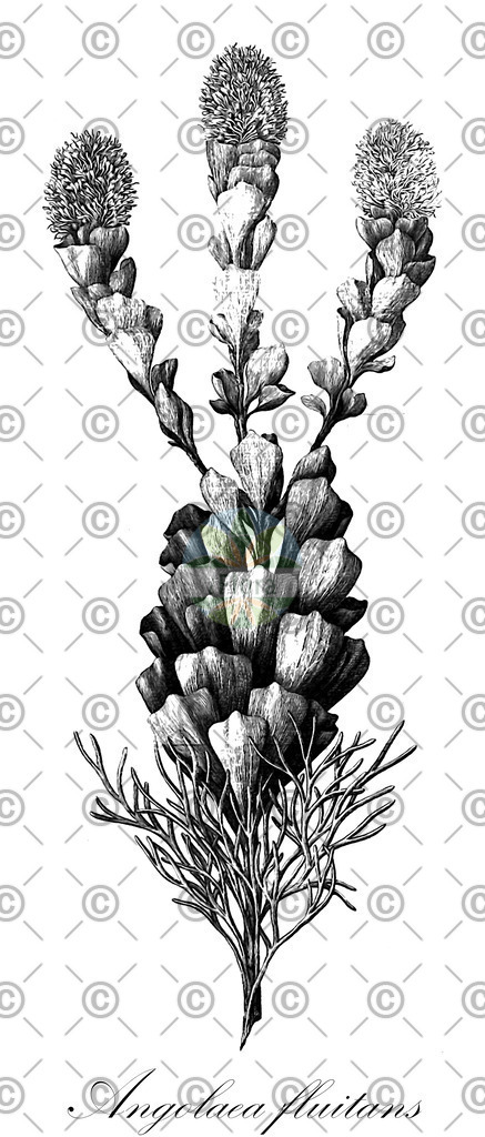 HistAbb_wfo-0000536542_346_ENZY_Simple | Historische Abbildung von Angolaea fluitans - Podostemaceae | Historical Illustration of Angolaea fluitans - Podostemaceae