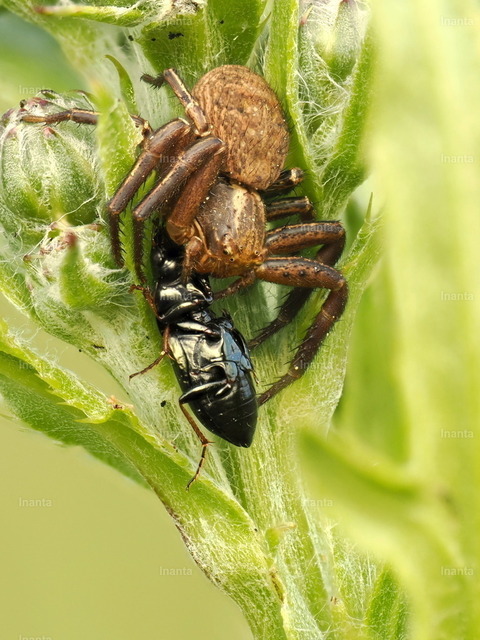 Buschkrabbenspinnen (Xysticus cristatus) | Inanta - Realisiert mit Pictrs.com