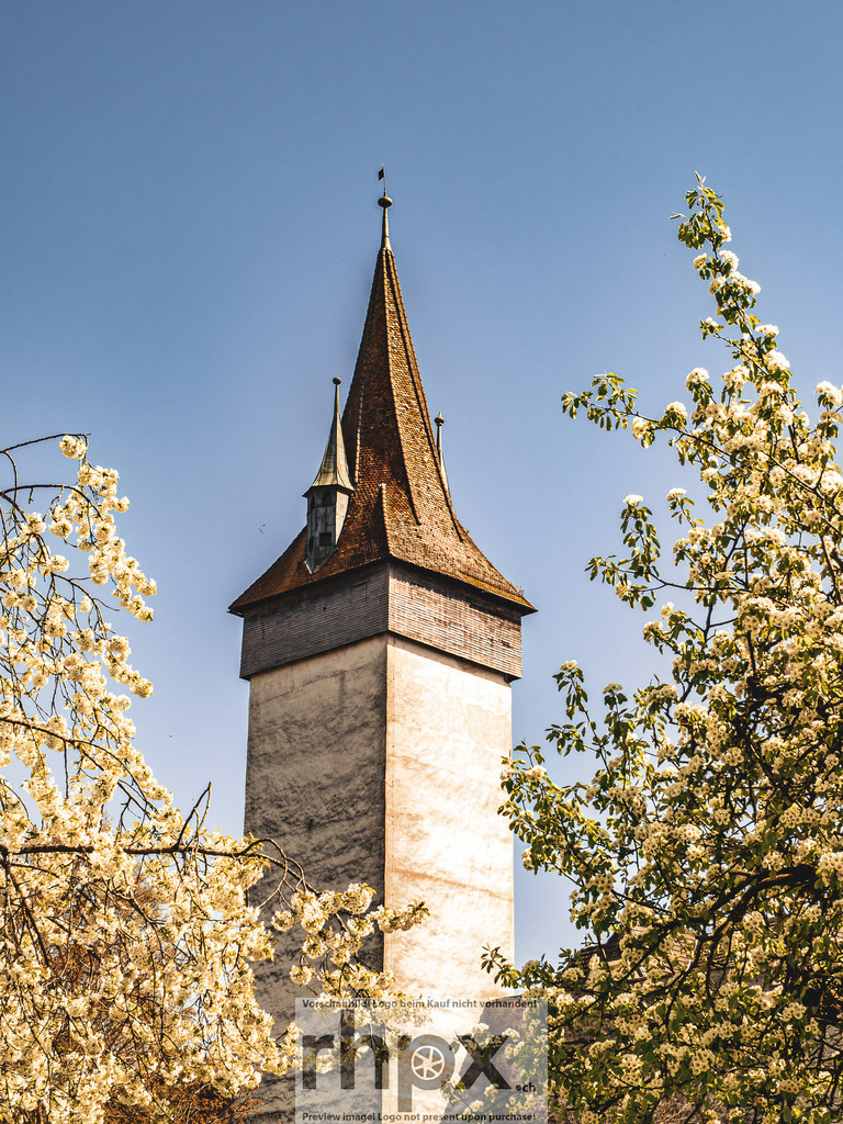 Frühling in Luzern – Kirschblüten vor Museggmauer | Frühlingsstimmung in Luzern. Zarte Kirschblüten im Vordergrund treffen auf die historische Museggmauer im Hintergrund. - Realisiert mit Pictrs.com