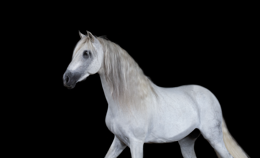 Leykos_1 | Emotionale Pferde- & People-Fotografie rund um Heidelberg, Leimen & Umgebung. Natürliche Fotos von Pferd, Mensch & Familie. Jetzt Termin sichern!