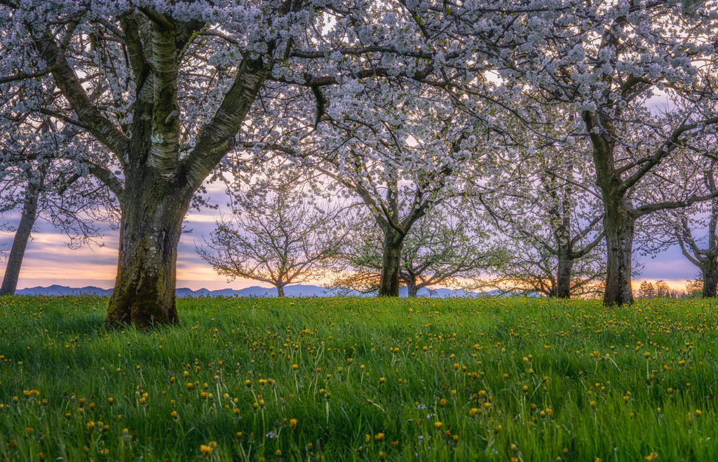 Frühlingserwachen | Apfelbäume bei Sonnenaufgang - Realisiert mit Pictrs.com