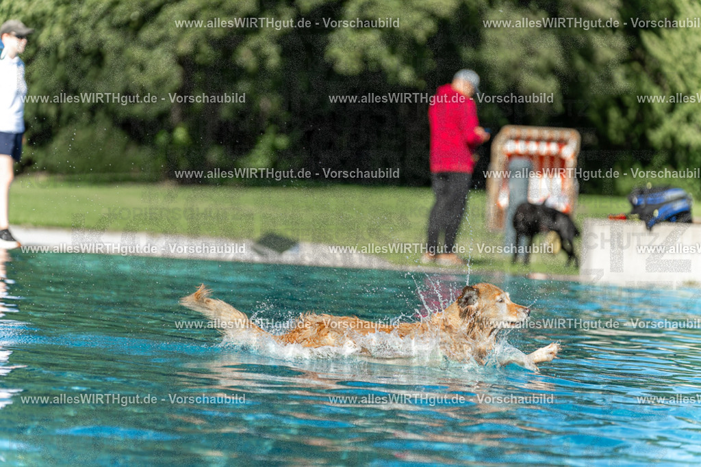 Hundeschwimmen_Volksbad_2026-allesWIRTHgut_Tierfotografie-2609061101-101131-7R509336 | Professionelle Tierfotografie in Mönchengladbach von Daniel Wirth (allesWIRTHgut). Liebevolle & natürliche Bilder von Hunden & Katzen für unvergessliche Erinnerungen.