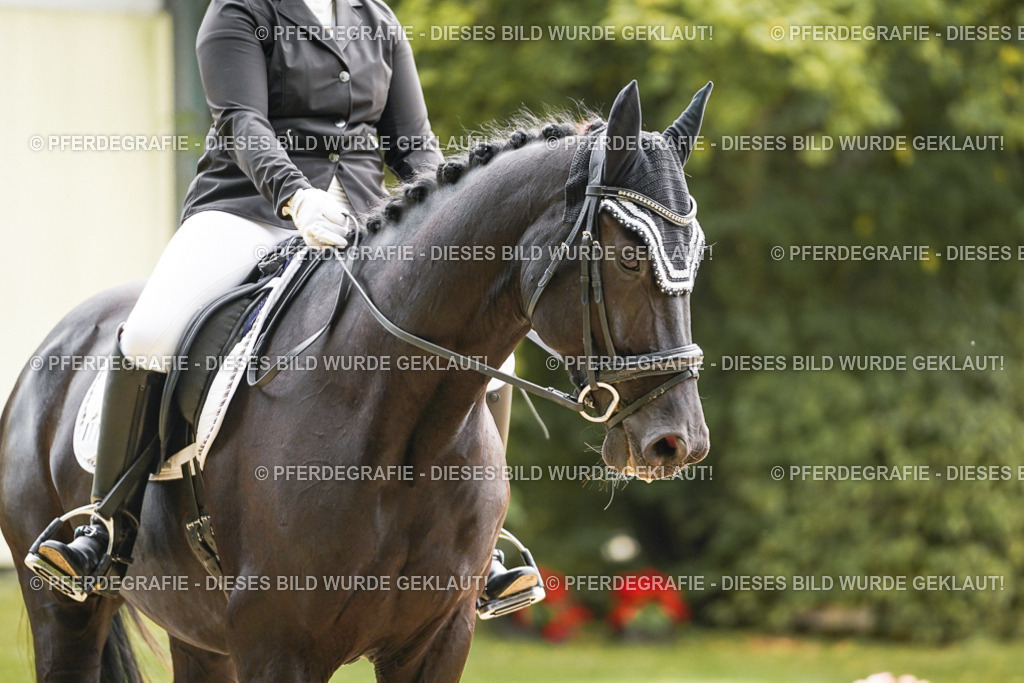 DSC01176 | Pferdegrafie