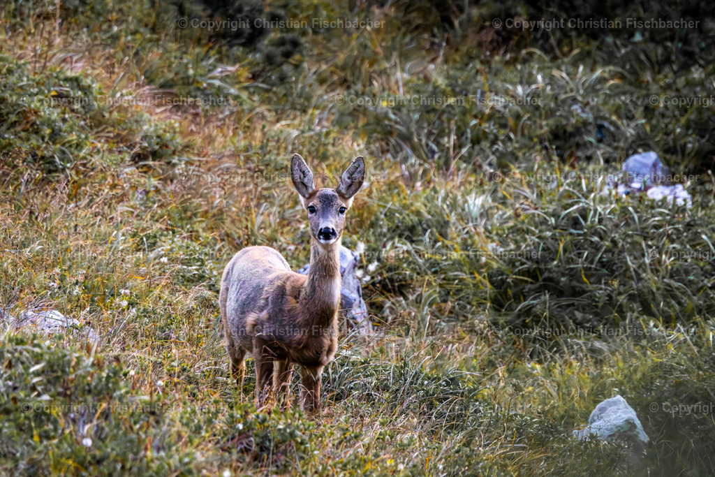 Fotos_Copyright_Chri_Fischbacher_Druck-480 | Bildershop Chri Fischbacher - Realisiert mit Pictrs.com