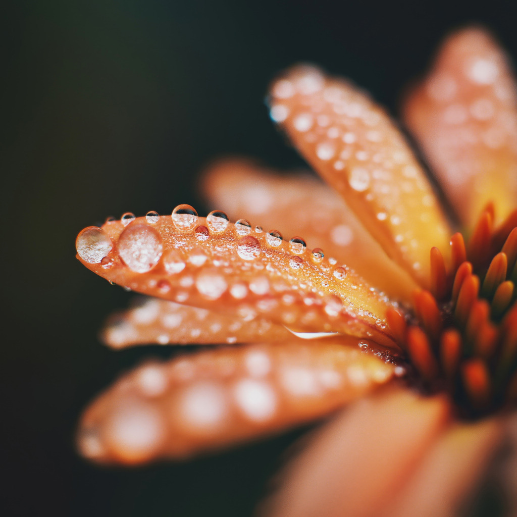 2409012 - Blütendetail | Blütendetail mit Tautropfen im Stil einer Fotografie. Bestellen Sie dieses Motiv als hochwertigen Kunstdruck in verschiedenen Ausführungen und Größen.