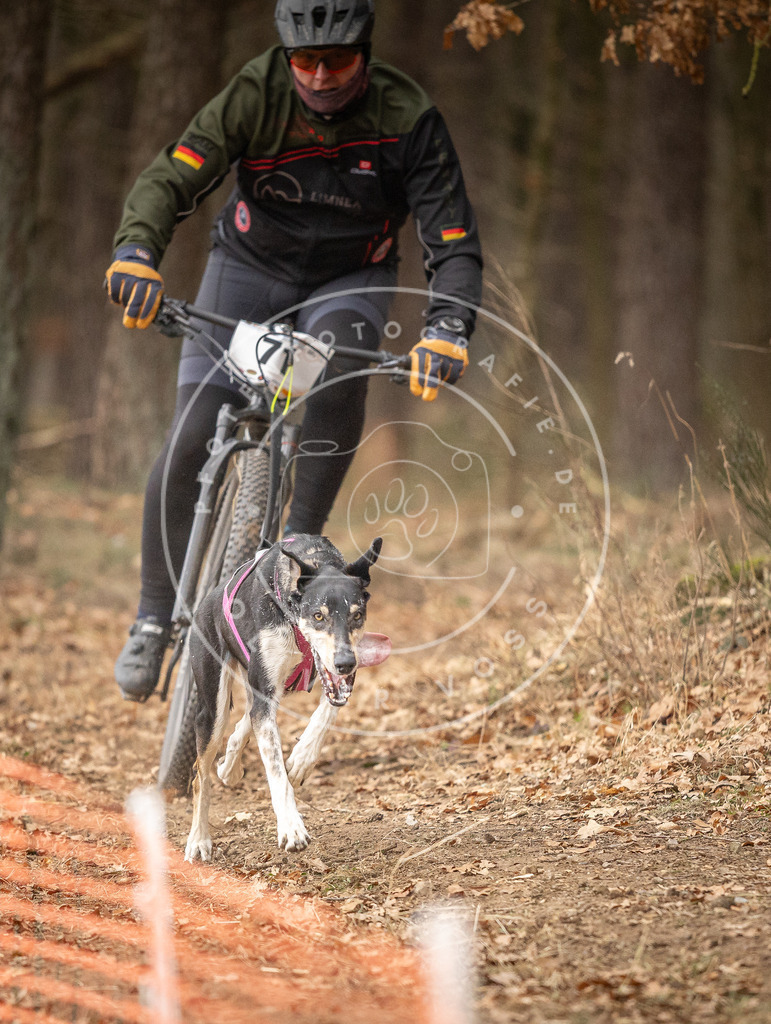 Pfotenfotografie_DV3A3458 | Hundefotografie, Tierfotograf, Pfotenfotografie, Fotoshooting Hund, Hunde Portrait, Hundesport, Hundeportraits, Heideshooting, Hunde, Sportfotograf, Hundefotograf, Turnierhundsport, THS,  - Realisiert mit Pictrs.com