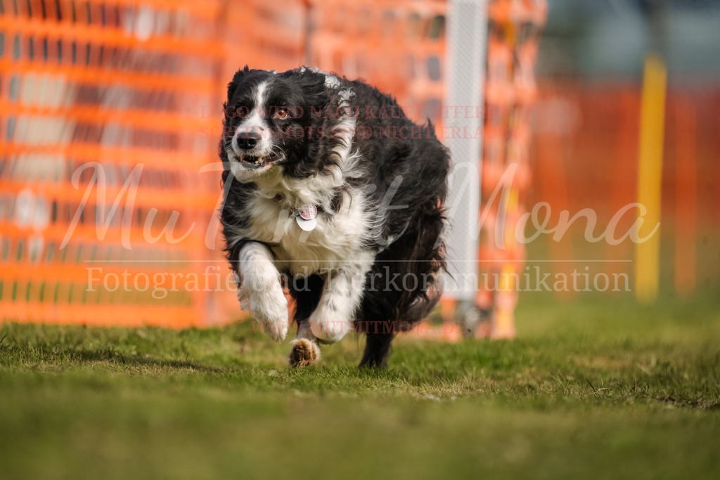 20250928_Hunderennen-217 | MuT (Mensch und Tier) mit Mona - Fotografie und Tierkommunikation - Realisiert mit Pictrs.com