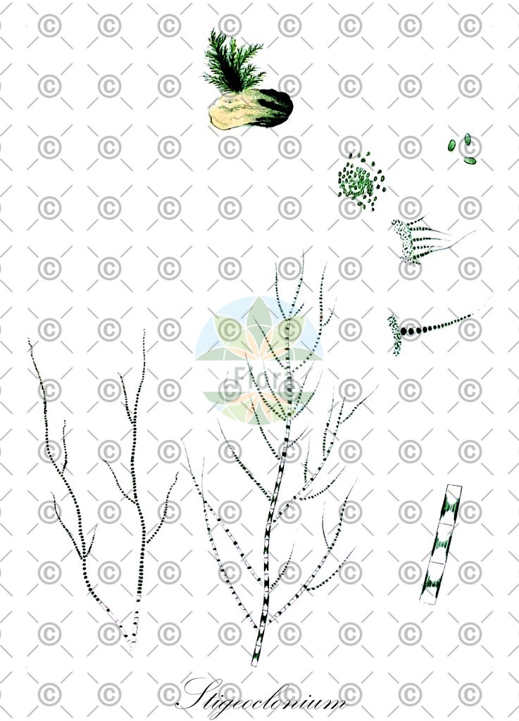 HistAbb_7NK9_3_ENZY_Simple | Historische Abbildung von Stigeoclonium - Chaetophoraceae (0) | Historical Illustration of Stigeoclonium - Chaetophoraceae (0)