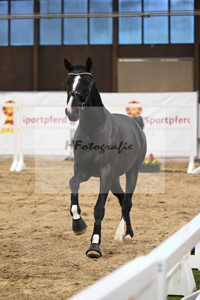 Kat-Nr. 91 Vigaro x Quidams Rubin_Matthias Schlamminger_47253010 | hf-fotografie - Realisiert mit Pictrs.com