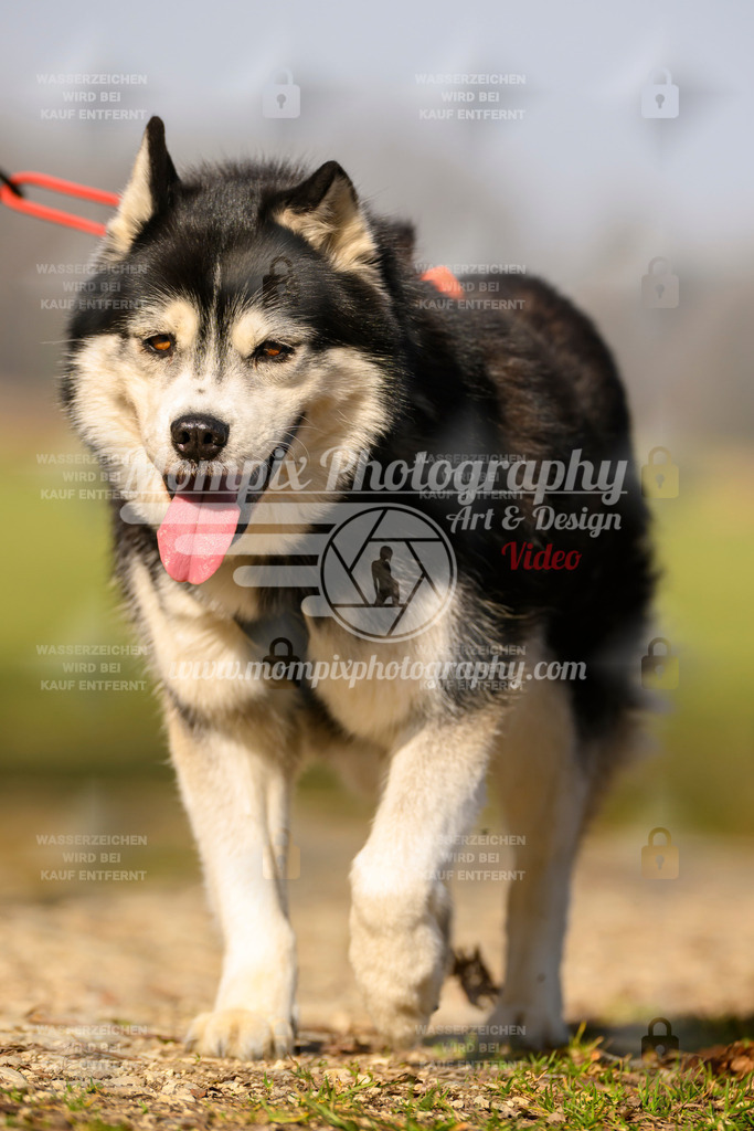 MompixPhotography_6ReiatRennen2026_SA_HappyDog-129 | PayLife