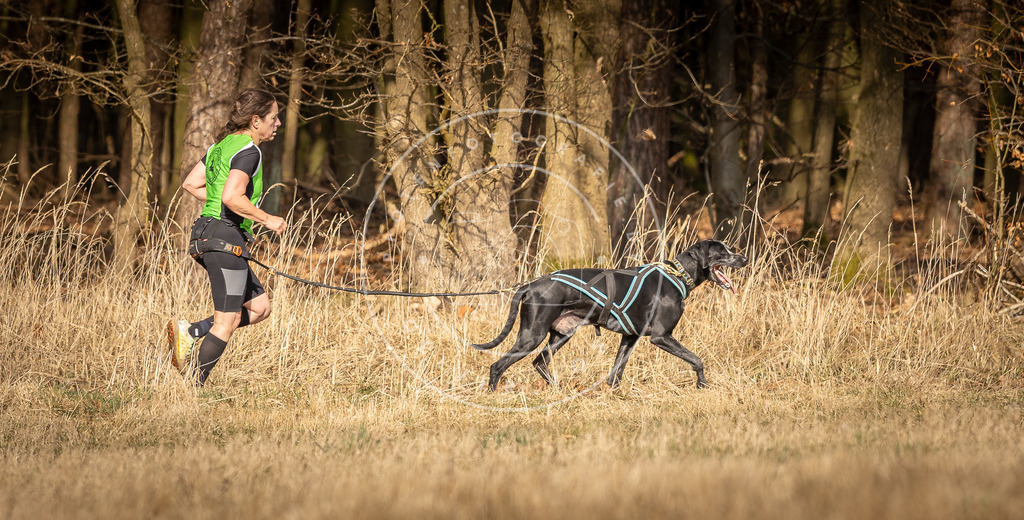 DV3A5424 | Hundefotografie, Tierfotograf, Pfotenfotografie, Fotoshooting Hund, Hunde Portrait, Hundesport, Hundeportraits, Heideshooting, Hunde, Sportfotograf, Hundefotograf, Turnierhundsport, THS,  - Realisiert mit Pictrs.com