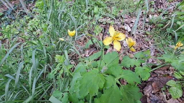 Scharbockskraut | Verkauf von Fotos und  Videoclips zumThema Natur.Motive sind Pflanzen, Tiere, Landschaftenund Wetter - Realisiert mit Pictrs.com