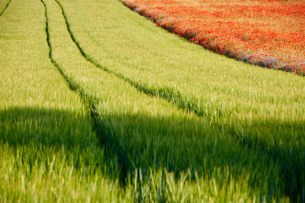 Mohnfeld und Getreidefeld | Enzersfeld, Austria - June 05, 2015: Mohnfeld und Getreidefeld. - Realisiert mit Pictrs.com