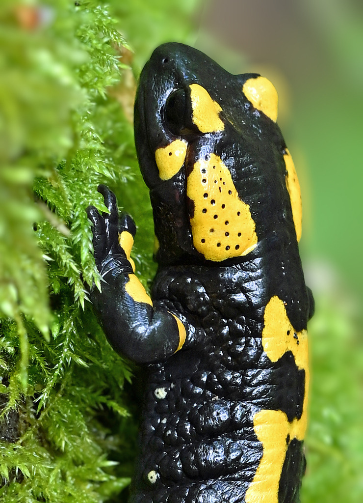 Salamander08h | lucisnaturbilder - Realisiert mit Pictrs.com