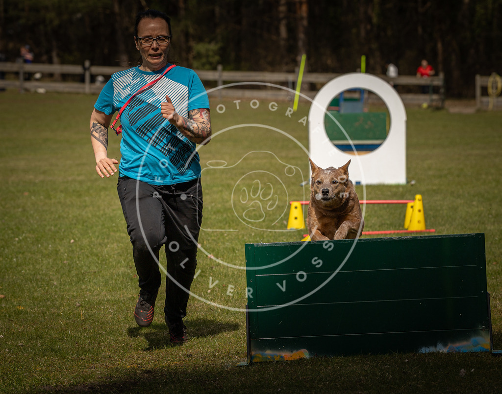 Pfotenfotografie_DV3A5869 | Hundefotografie, Tierfotograf, Pfotenfotografie, Fotoshooting Hund, Hunde Portrait, Hundesport, Hundeportraits, Heideshooting, Hunde, Sportfotograf, Hundefotograf, Turnierhundsport, THS,  - Realisiert mit Pictrs.com