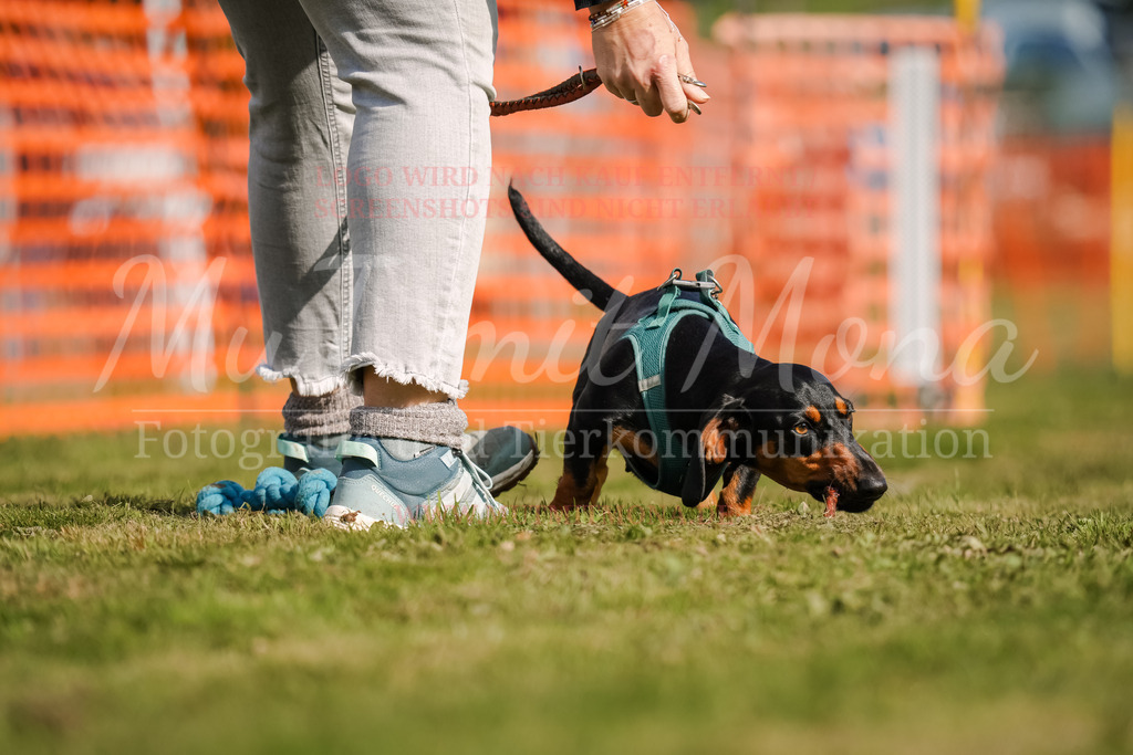 20250928_Hunderennen-260 | MuT (Mensch und Tier) mit Mona - Fotografie und Tierkommunikation - Realisiert mit Pictrs.com