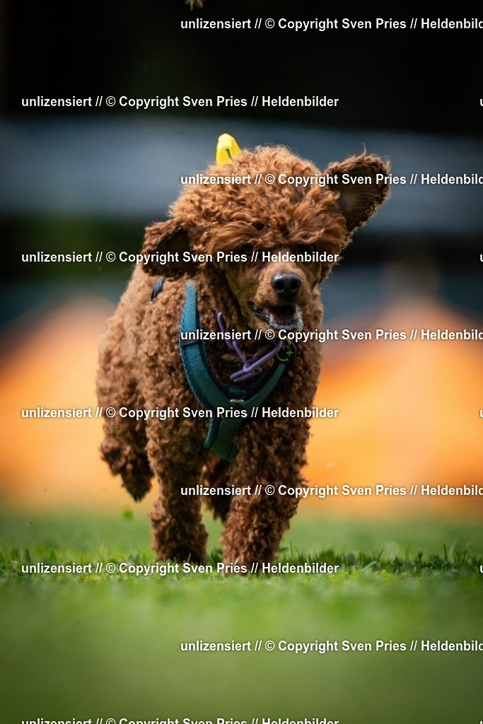 Sven Pries | 19. Allgemeines Hunderennen Karlsruhe Durlach - Realisiert mit Pictrs.com