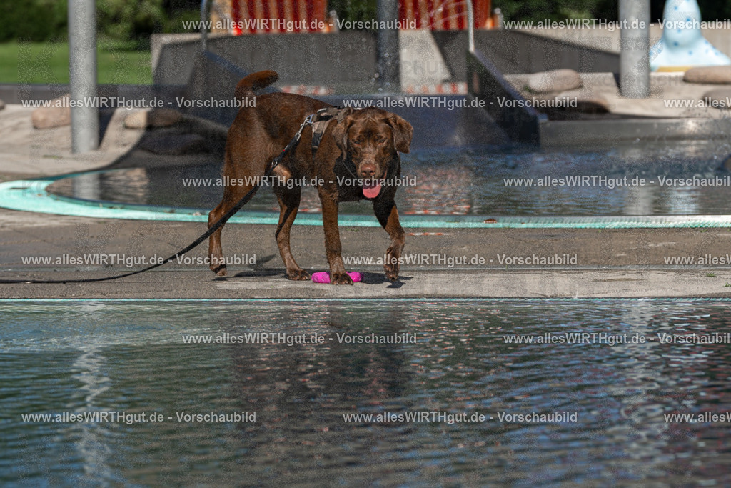 Hundeschwimmen_Volksbad_2026-allesWIRTHgut_Tierfotografie-2609061053-FAY06010 | Professionelle Tierfotografie in Mönchengladbach von Daniel Wirth (allesWIRTHgut). Liebevolle & natürliche Bilder von Hunden & Katzen für unvergessliche Erinnerungen.
