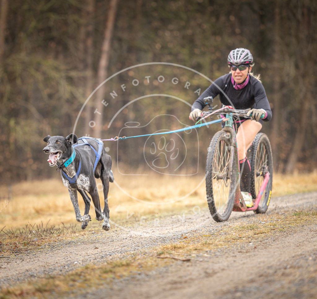 DV3A3166 | Hundefotografie, Tierfotograf, Pfotenfotografie, Fotoshooting Hund, Hunde Portrait, Hundesport, Hundeportraits, Heideshooting, Hunde, Sportfotograf, Hundefotograf, Turnierhundsport, THS,  - Realisiert mit Pictrs.com