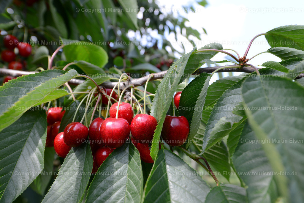 Kirschen_ELS_6823 | Altes Land - Aufnahmedatum: 10.07.2012, Aufnahmehöhe:  m, Koordinaten:  - , Bildgröße: 7360 x  4912 Pixel - Copyright 2012 by Martin Elsen, Kontakt: Tel.: +49 157 74581206, E-Mail: info@schoenes-foto.deSchlagwörter:Altes Land - Realisiert mit Pictrs.com