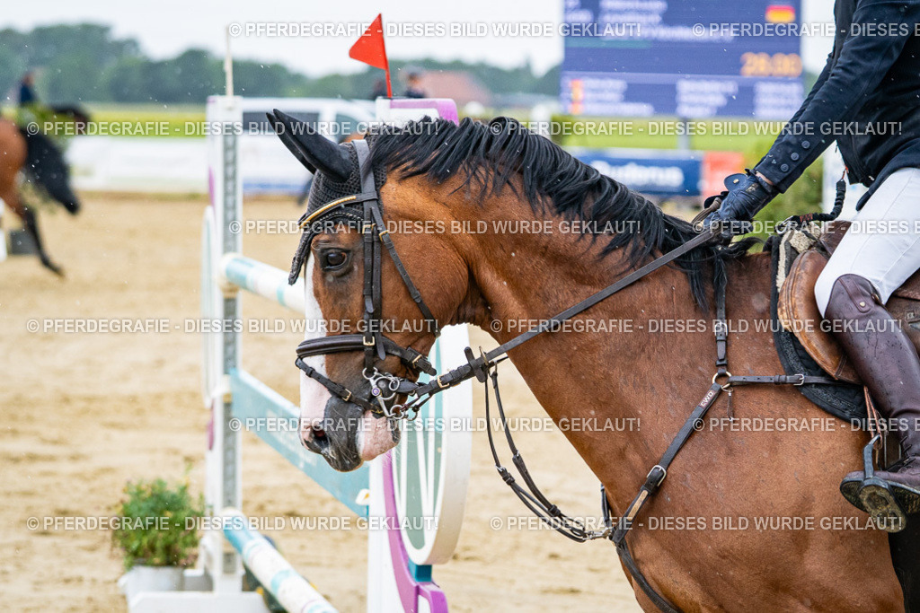 DSC08695 | Pferdegrafie