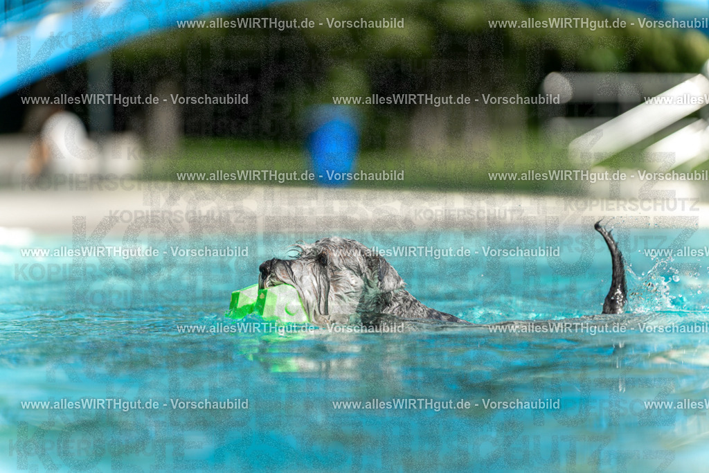Hundeschwimmen_Volksbad_2026-allesWIRTHgut_Tierfotografie-2609061518-7R501422 | Professionelle Tierfotografie in Mönchengladbach von Daniel Wirth (allesWIRTHgut). Liebevolle & natürliche Bilder von Hunden & Katzen für unvergessliche Erinnerungen.