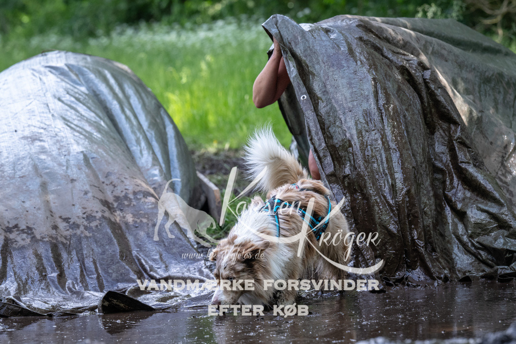 1341_ZZ91941 | kk-dogfotos