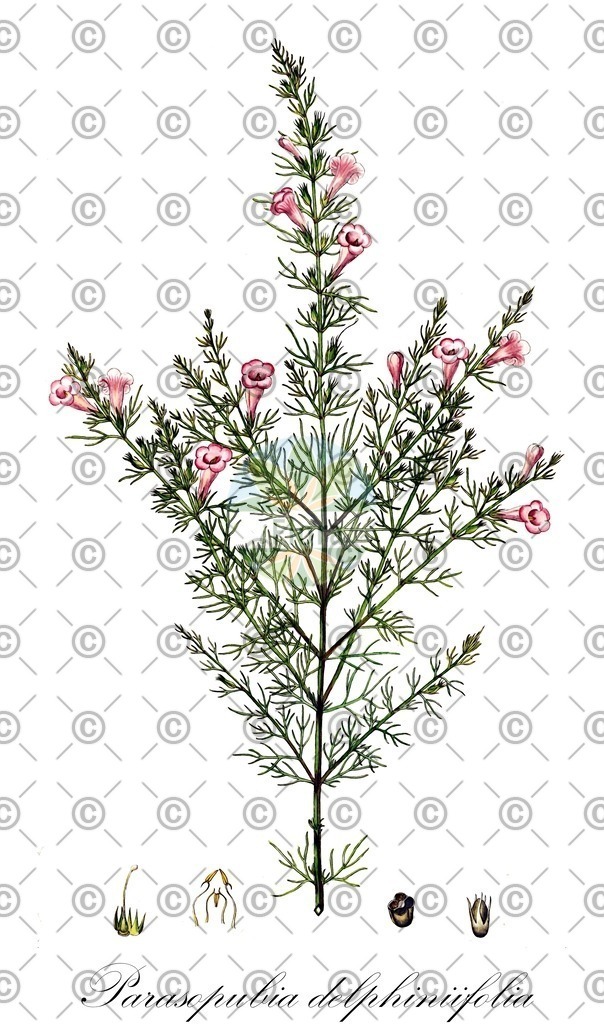 HistAbb_wfo-0000117693_1_ENZY_Simple | Historische Abbildung von Parasopubia delphiniifolia - Orobanchaceae | Historical Illustration of Parasopubia delphiniifolia - Orobanchaceae