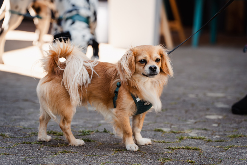 20260426-150 | MuT (Mensch und Tier) mit Mona - Fotografie und Tierkommunikation - Realisiert mit Pictrs.com