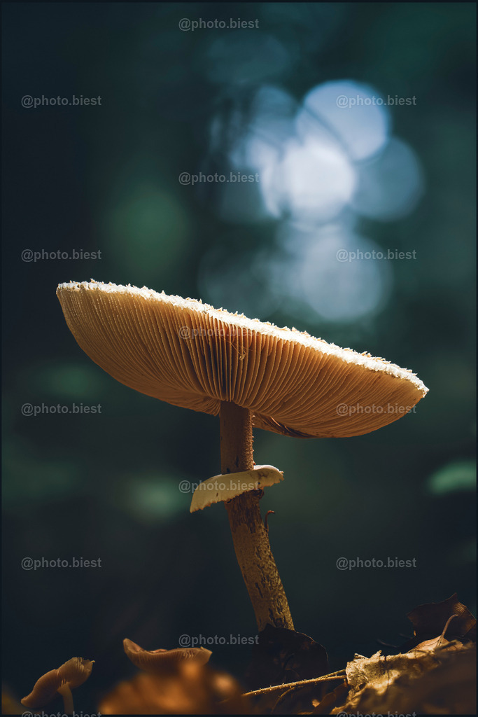 Sending S.O.S. | Ein Pilz im Walde. - Realisiert mit Pictrs.com