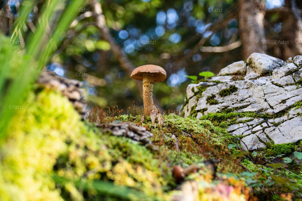 Dobr Pilz-Wald_20200919-165345-k | Fatzi Bilder-Archiv! 
Die Bilder sind für private Nutzung lizenzfrei. Die kommerzielle Nutzung ist möglich und erwünscht, jedoch bitte ich um vorherige Kontaktaufnahme per E-Mail (info@fatzi.at) oder unter +43 650 7828269 - Realisiert mit Pictrs.com