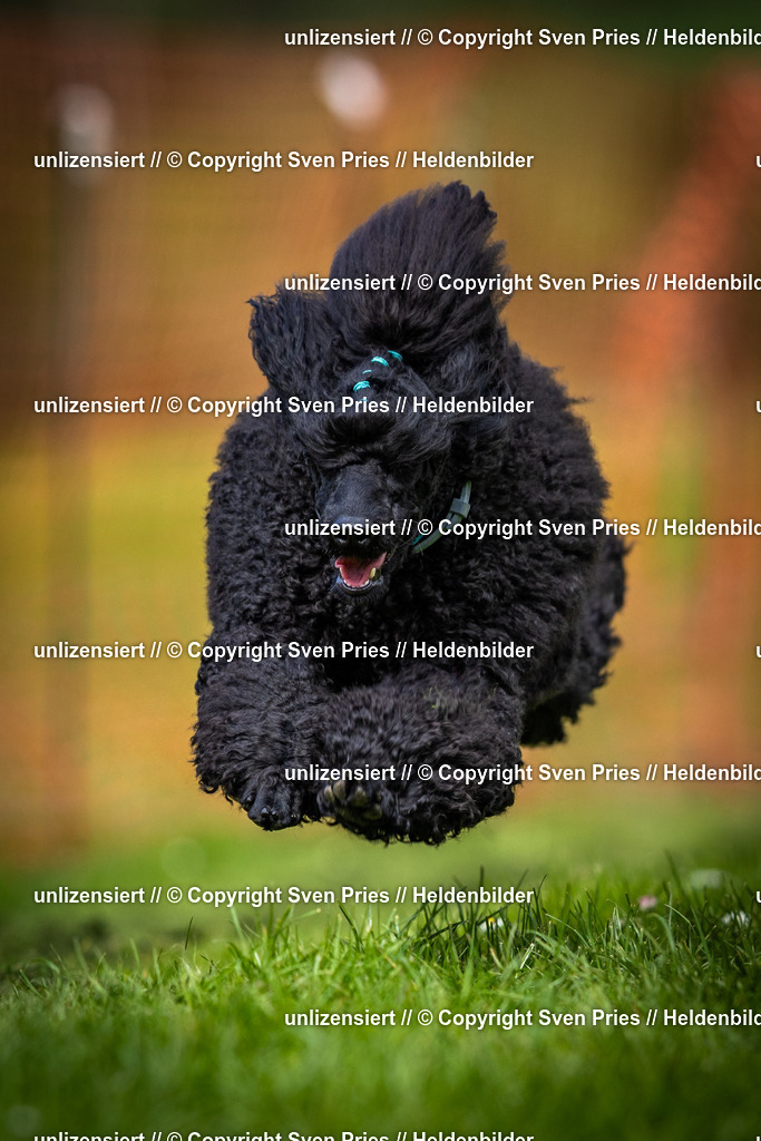 Sven Pries | 2025-04-13 - Hunderennen Baden-Baden - Realisiert mit Pictrs.com