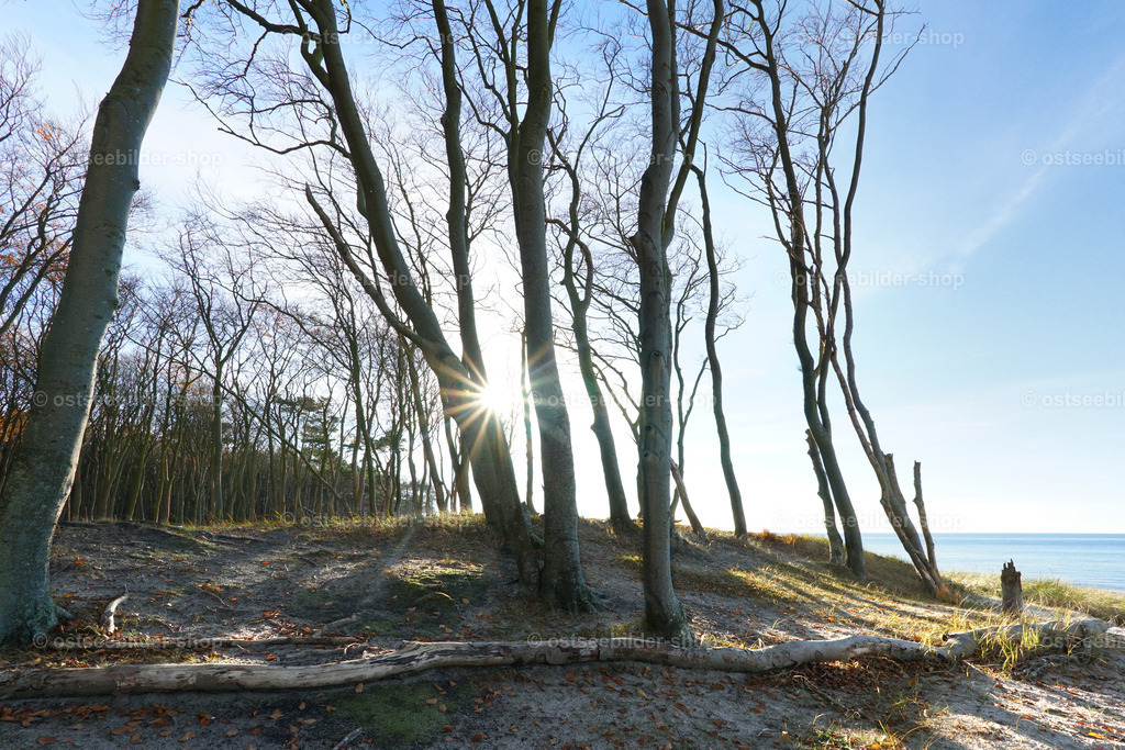 Darsswald an der Westküste | Schiefe Bäume mit dünnen und verdrehten Stämmen wachsen auf einer Düne am Weststrand der Halbinsel Darss.