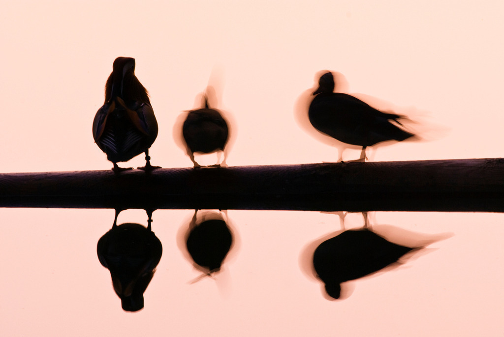 Enten auf Baumstamm sitzend | Wien, Austria - October 20, 2008: Enten auf Baumstamm sitzend. - Realisiert mit Pictrs.com