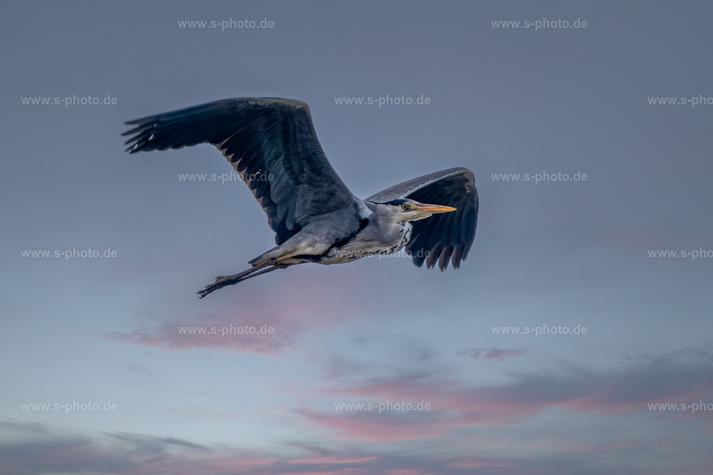 Graureiher | im Flug, schön im Abendlicht bei untergehender Sonne - Realisiert mit Pictrs.com
