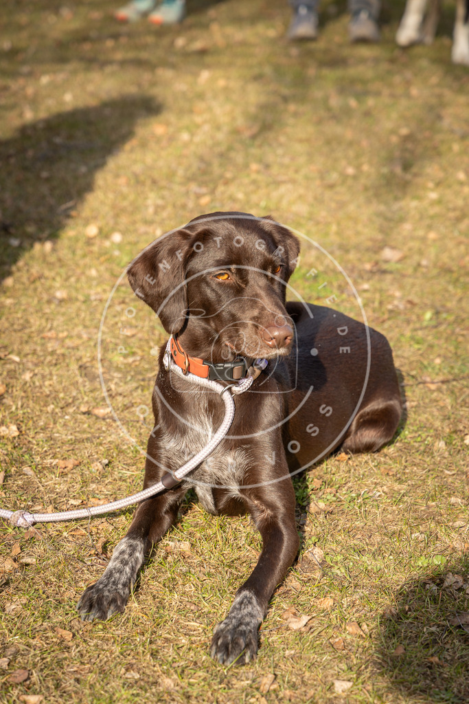 0L8A9098 | Hundefotografie, Tierfotograf, Pfotenfotografie, Fotoshooting Hund, Hunde Portrait, Hundesport, Hundeportraits, Heideshooting, Hunde, Sportfotograf, Hundefotograf, Turnierhundsport, THS,  - Realisiert mit Pictrs.com