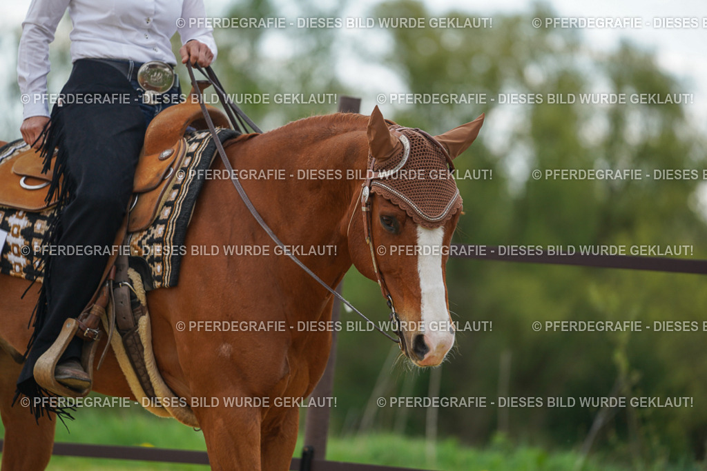 DSC02530 | Pferdegrafie