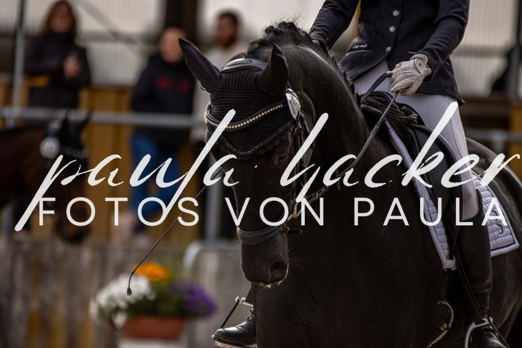IMG_3182 | Erleben Sie dynamische Sport- und emotionale Tierfotografie in Süddeutschland mit Fotos von Paula. Spezialisiert auf Pferde- und Hundefotografie sowie Sportevents. Kontaktieren Sie mich für einzigartige und ausdrucksstarke Bilder Ihrer besonderen Momente. - Realisiert mit Pictrs.com