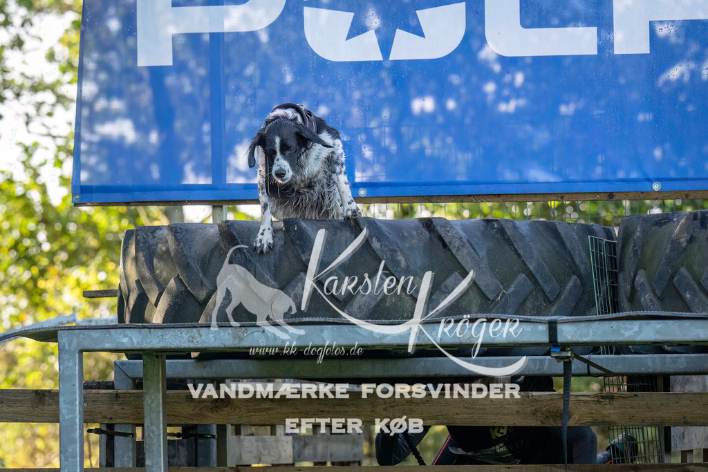 1046--2 | kk-dogfotos