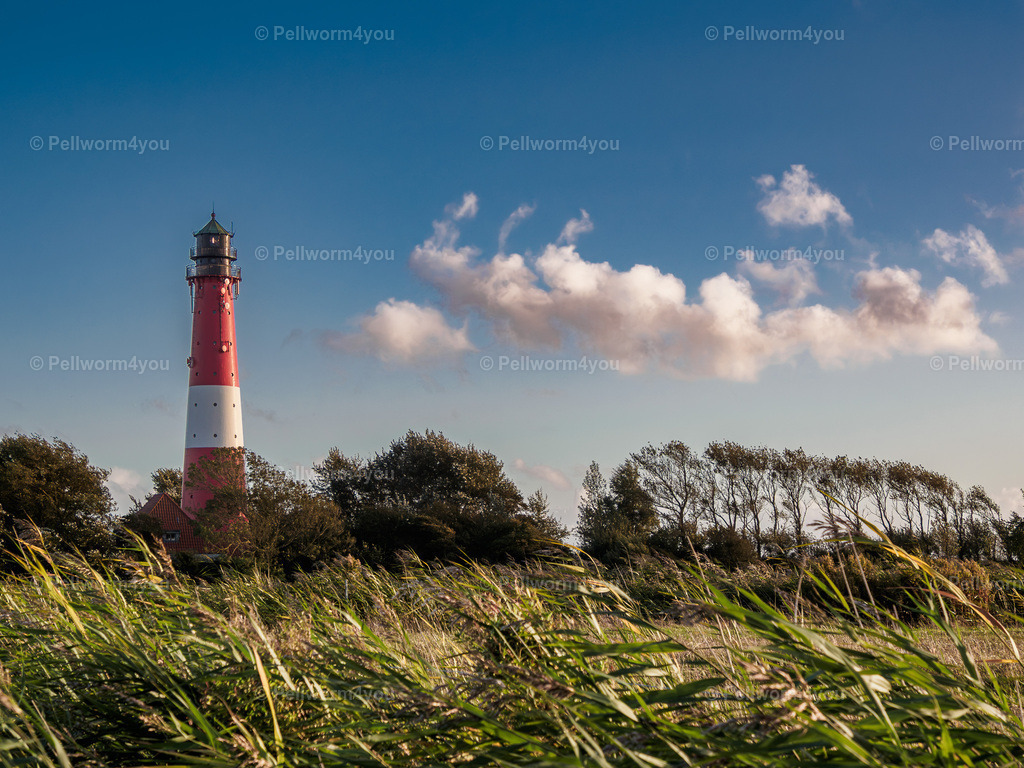 _A011529 | Pellwormer Bilder und Fotos als Poster, auf Leinwand mit Keilrahmen, hinter Acrylglas, auf Alu-Dibond oder Forex-Platte und vieles mehr. Zum verschenken, für die Ferienwohnung oder für zu Hause. - Realisiert mit Pictrs.com