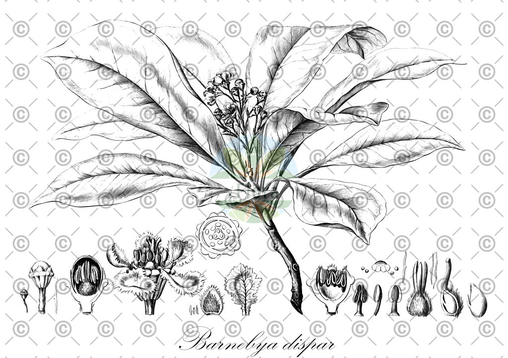 HistAbb_wfo-0001249929_1_ENZY_Simple | Historische Abbildung von Barnebya dispar - Malpighiaceae | Historical Illustration of Barnebya dispar - Malpighiaceae