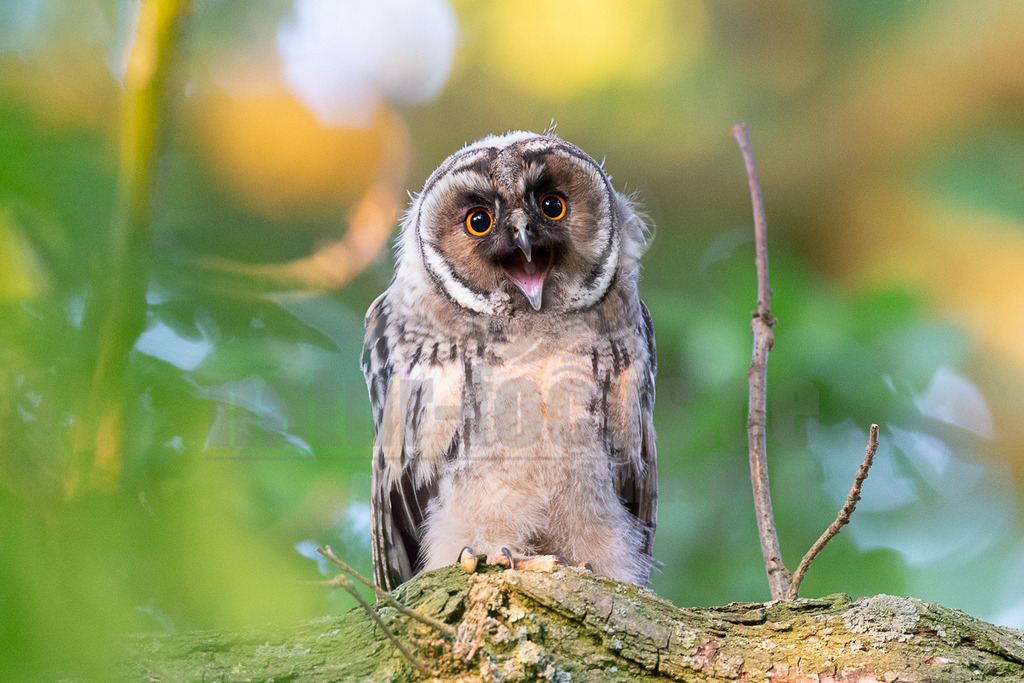 R6M39135_20260621 | Dieses Bild zeigt einen jungen Waldohreulen-Jungvogel (Asio otus), der mit weit geöffnetem Schnabel auf einem Baumast sitzt und wahrscheinlich nach Futter bettelt. Waldohreulen sind mittelgroße Eulen mit auffälligen Federohren, die bei Jungvögeln noch nicht so stark ausgeprägt sind. Sie sind nachtaktiv und ernähren sich hauptsächlich von Kleinsäugern. Ihr Gefieder ist überwiegend braun-grau gemustert, was ihnen eine hervorragende Tarnung in ihrem Lebensraum bietet. Die leuchtend orangefarbenen Augen sind charakteristisch für diese Art. - Realisiert mit Pictrs.com