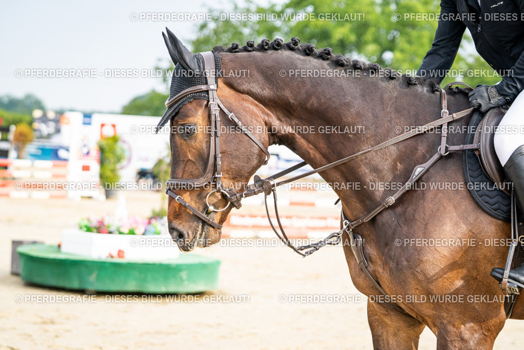 DSC08205 | Pferdegrafie